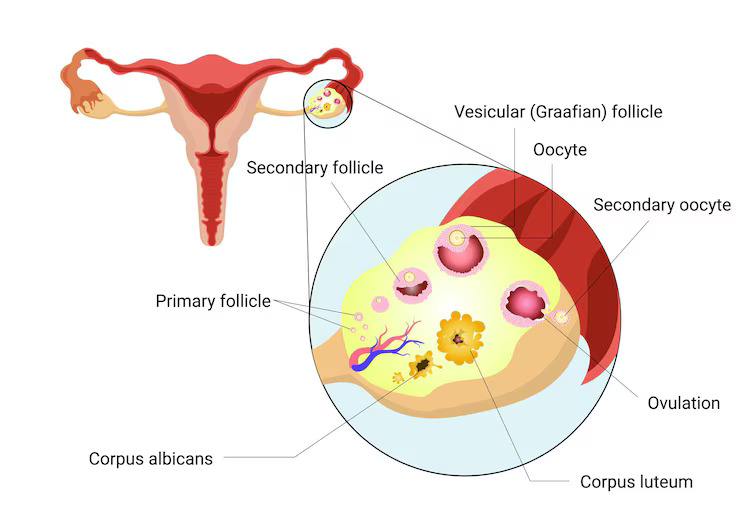 All You Need To Know About Ovarian Follicles And How They Affect Your Fertility